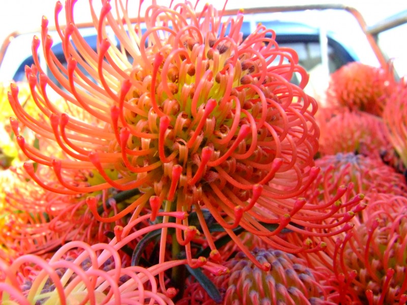 proteas2