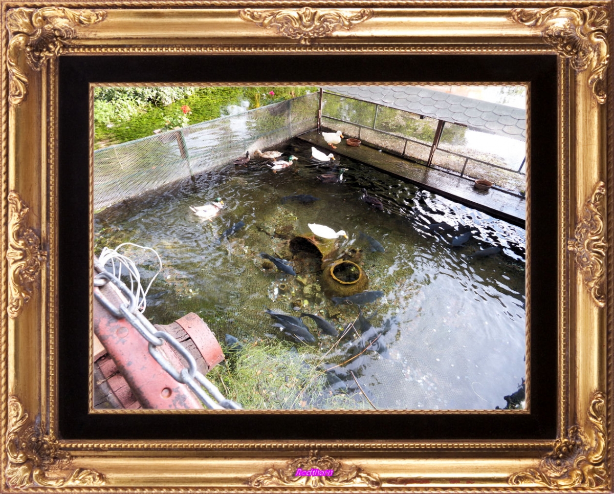 Carpas y patos conviven en este pequeo estanque de los aledaos del monasterio de San Naum