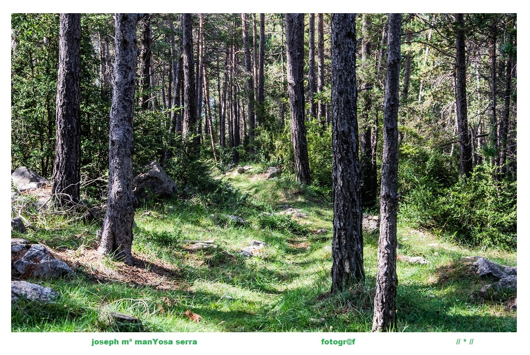 Bosc
