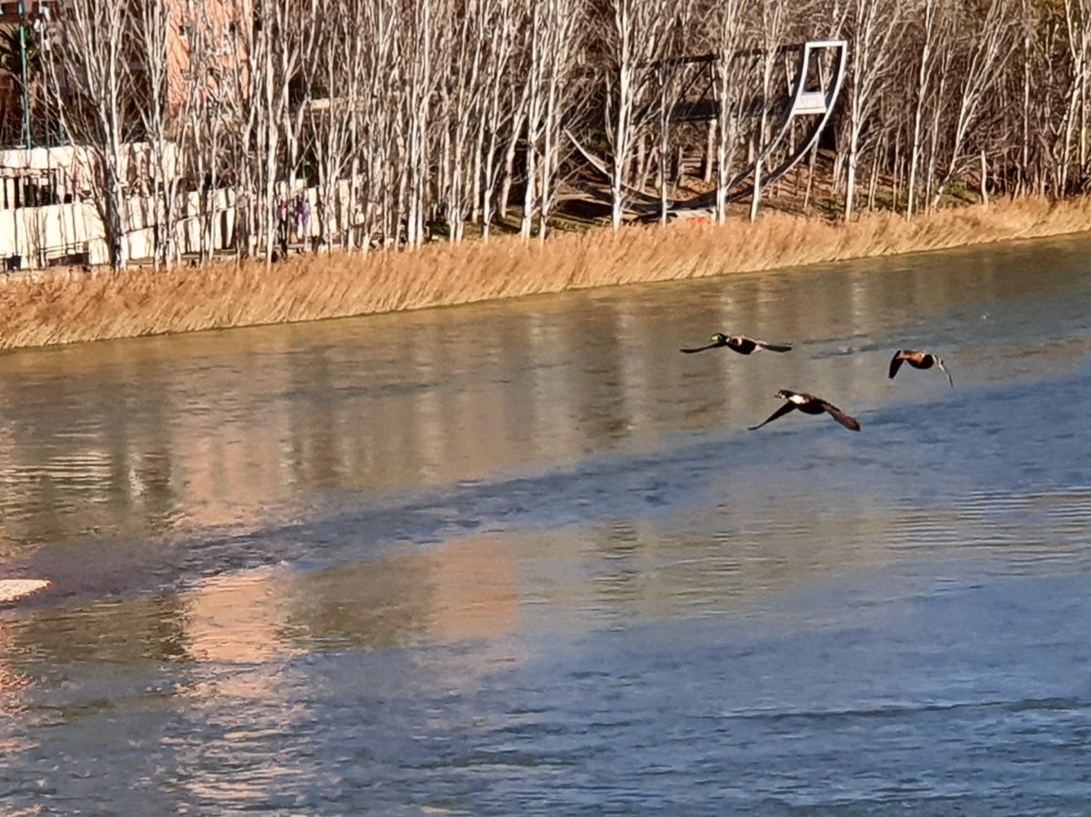 Patos sobrevuelan el Ro Ebro