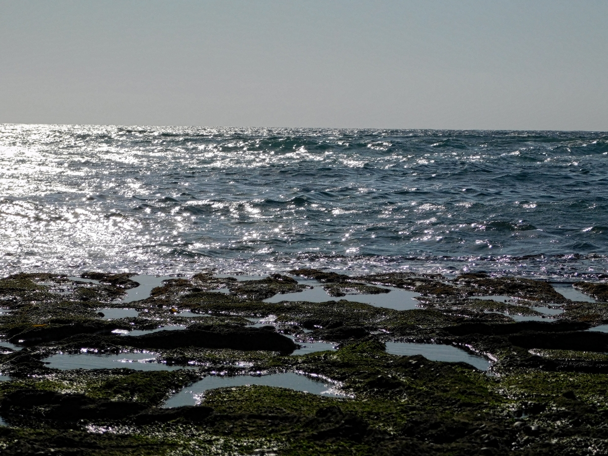 Seccin de vistas de Flamenco