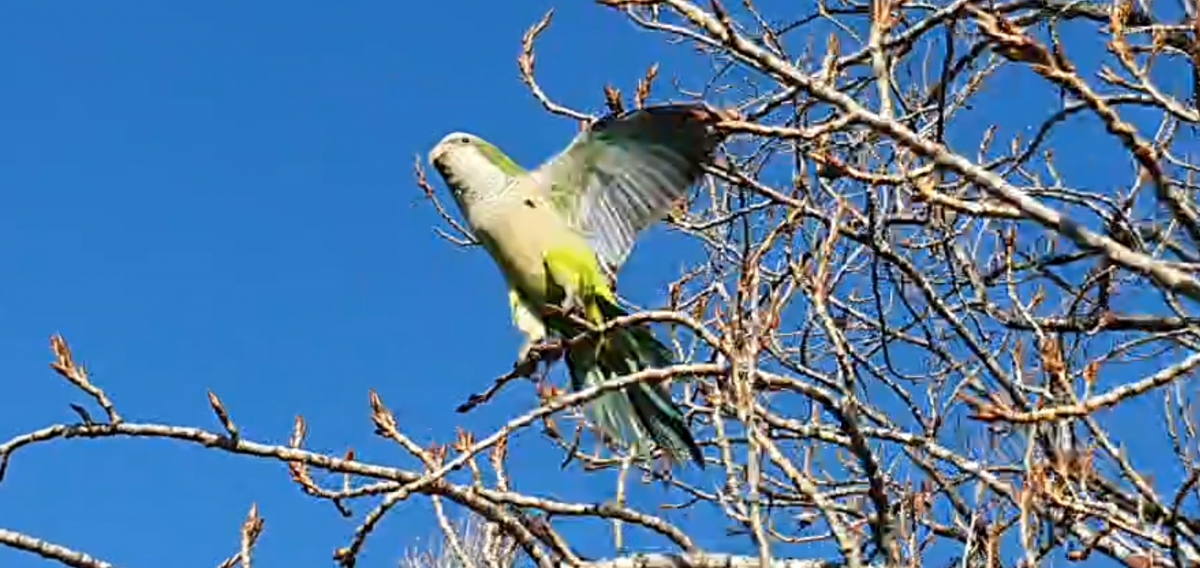 Loro no aguanta al fotgrafo y vuela