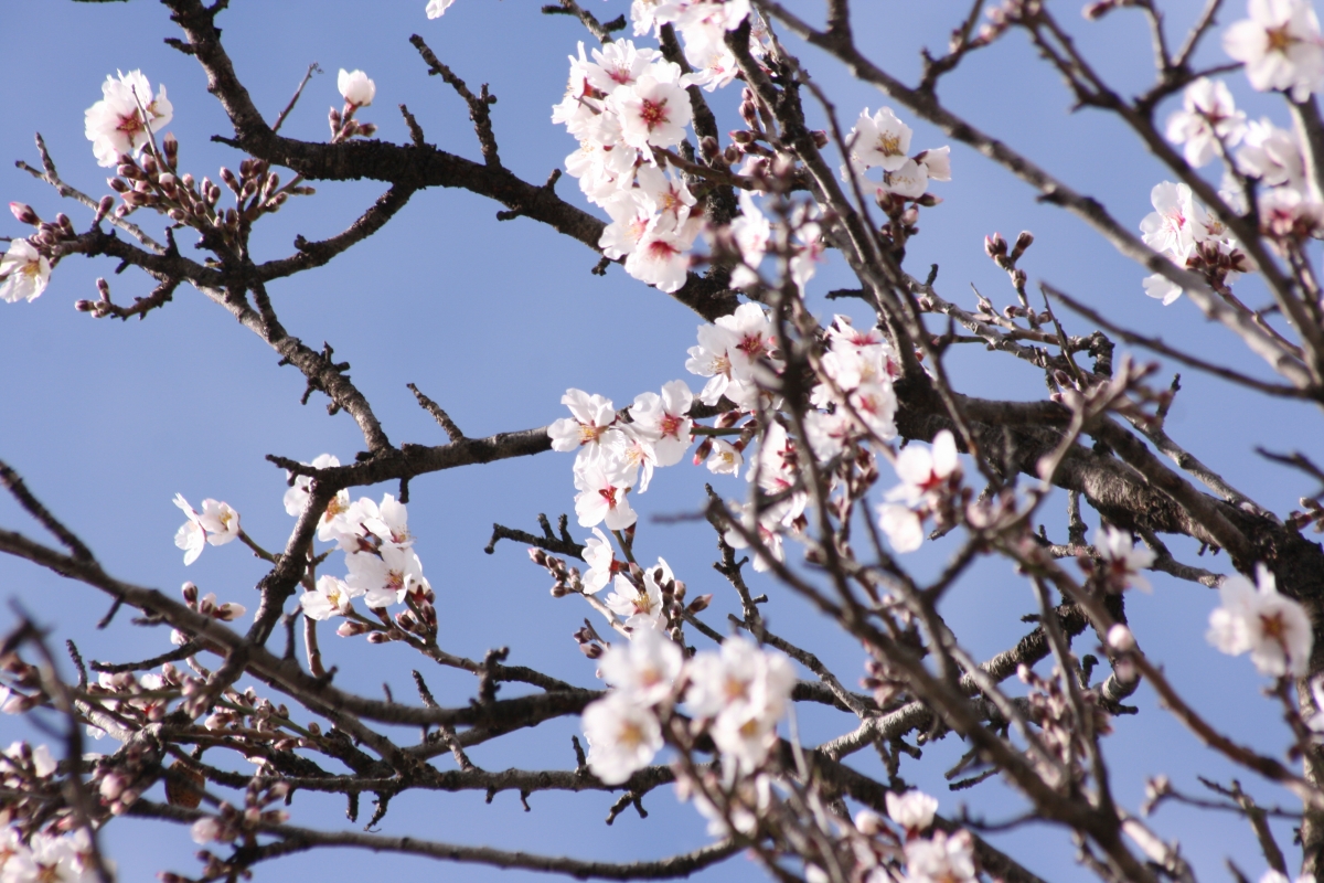 Almendro en Flor 1