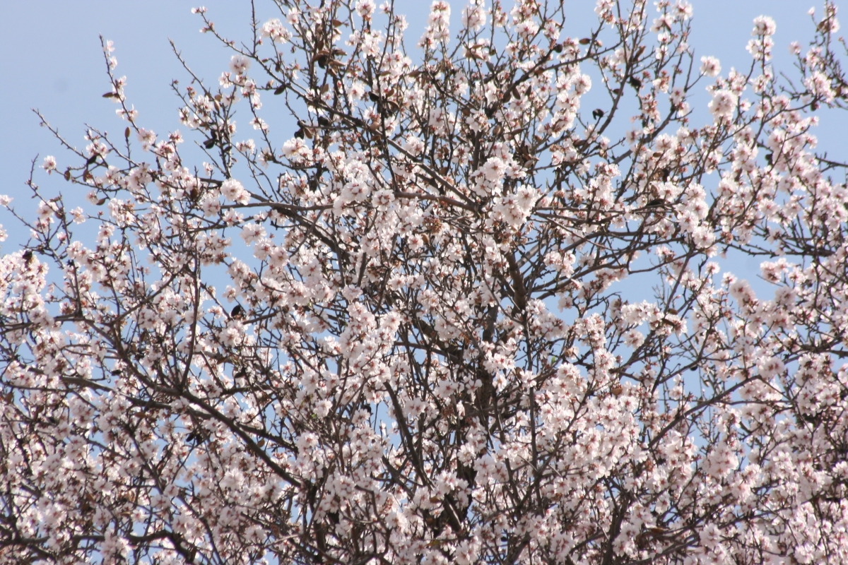 Almendro en Flor 2