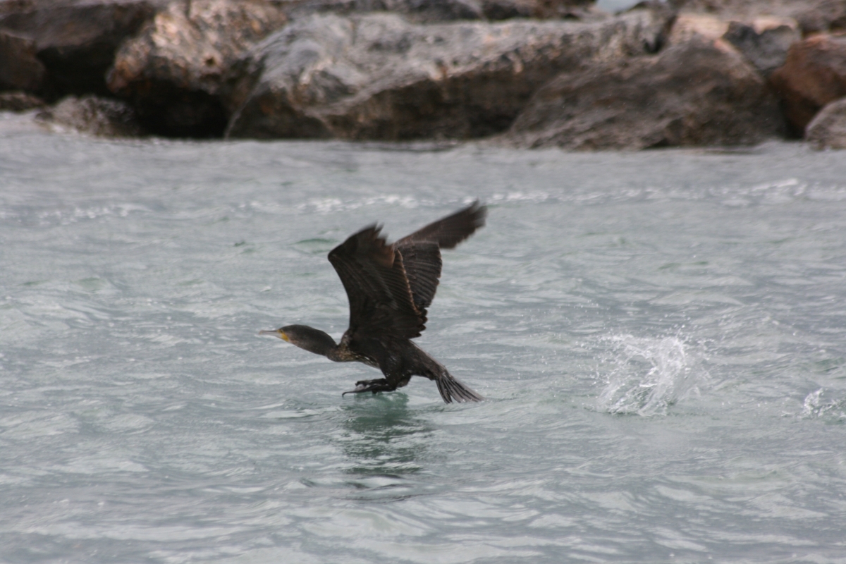 El cormorn inicia el vuelo desde el agua 1