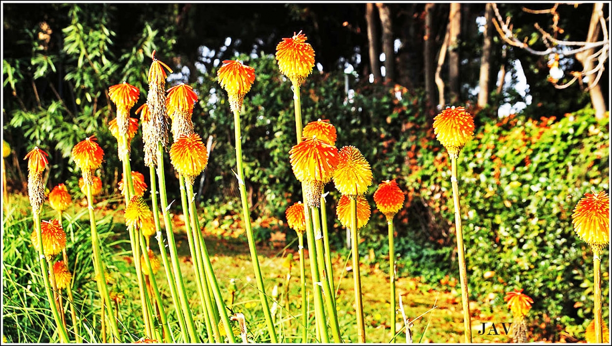 Parc de Montjuc. 84