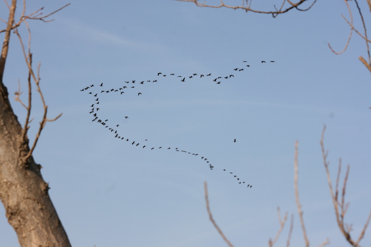 Bandada de patos