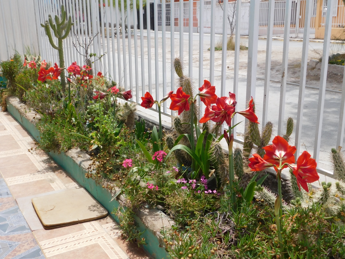 La flor tomada de todos los angulos