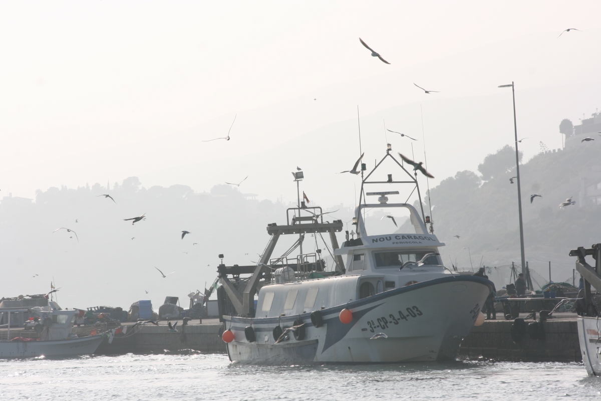 Los pesqueros atracan en el puerto las gaviotas buscan sustento