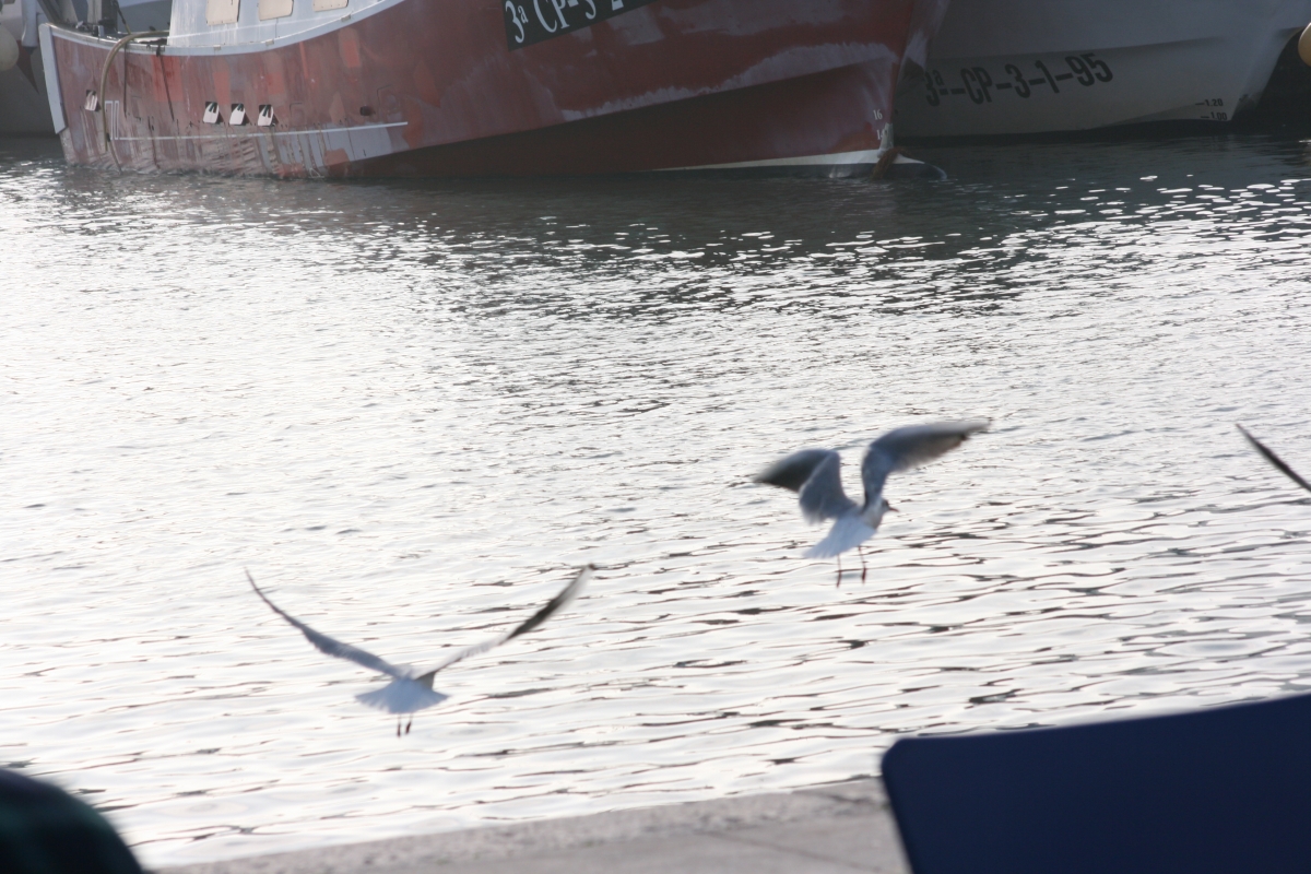 Los pesqueros atracan en el puerto las gaviotas buscan sustento