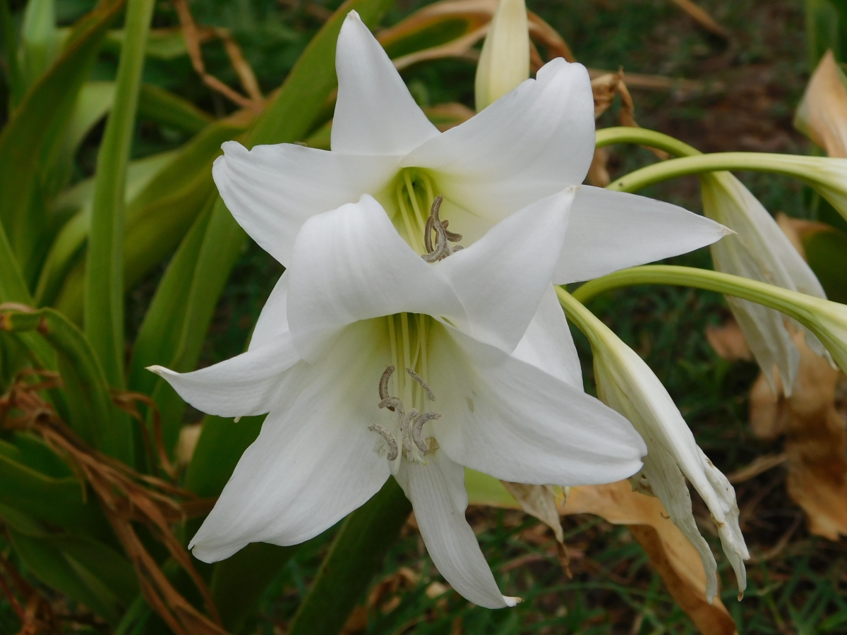 Soy una flor