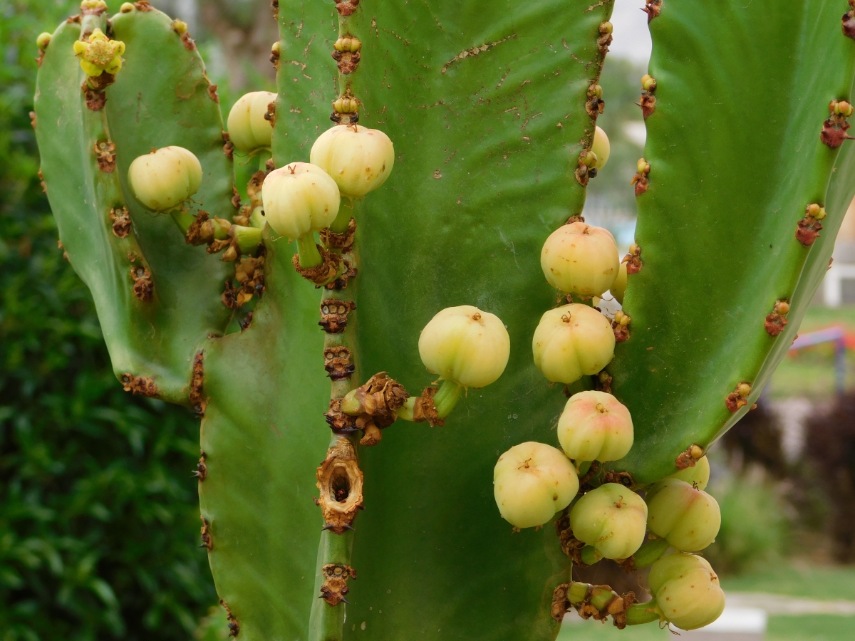 Cactus en proceso de florecer