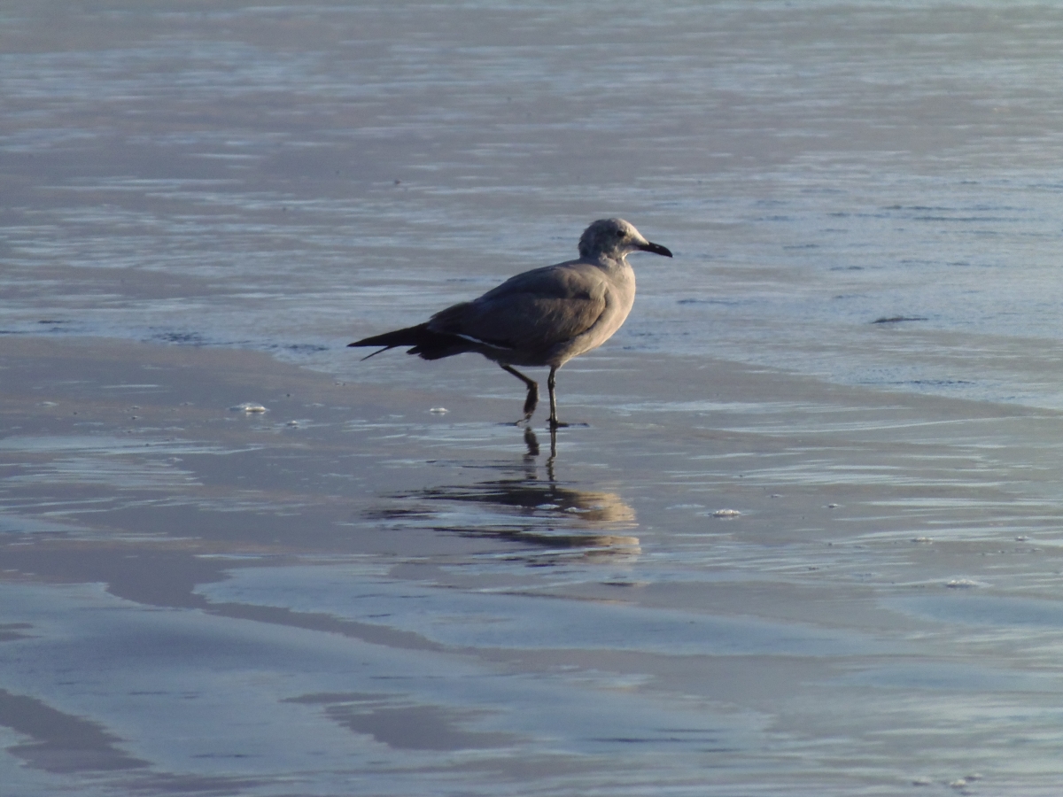 Una gaviota