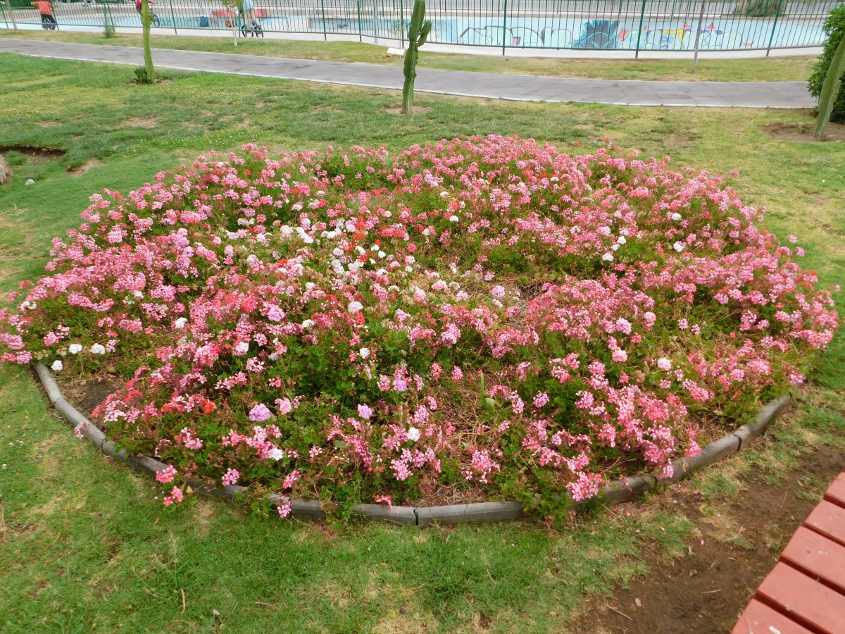 Flores