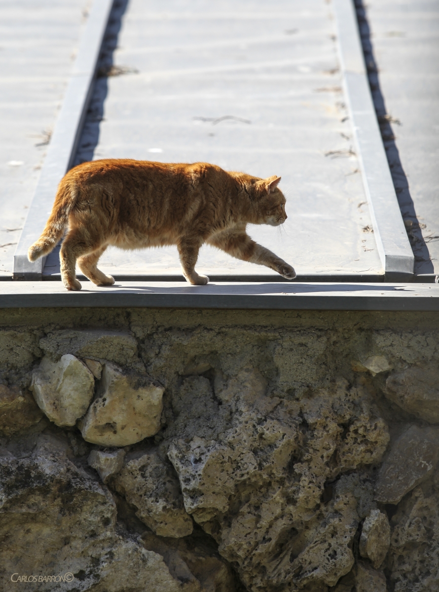 ESTABA EL SEOR DON GATO