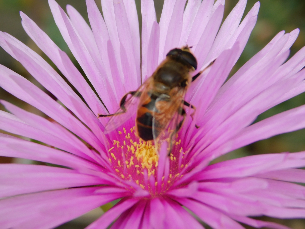 Abeja visitando a este rayito de sol para alimentarse de su polen, que maravilla