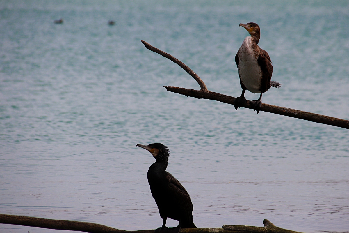 Aves en el lago