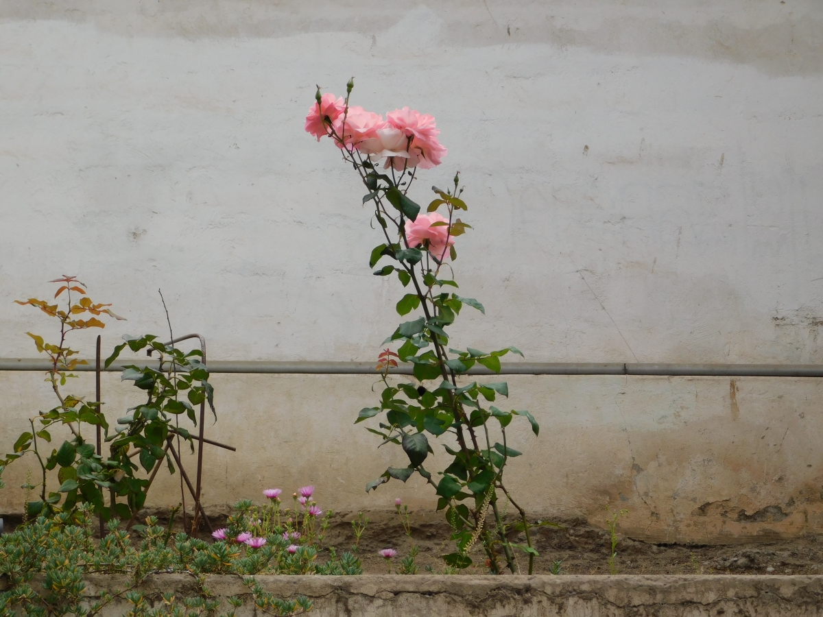 Flores del jardn