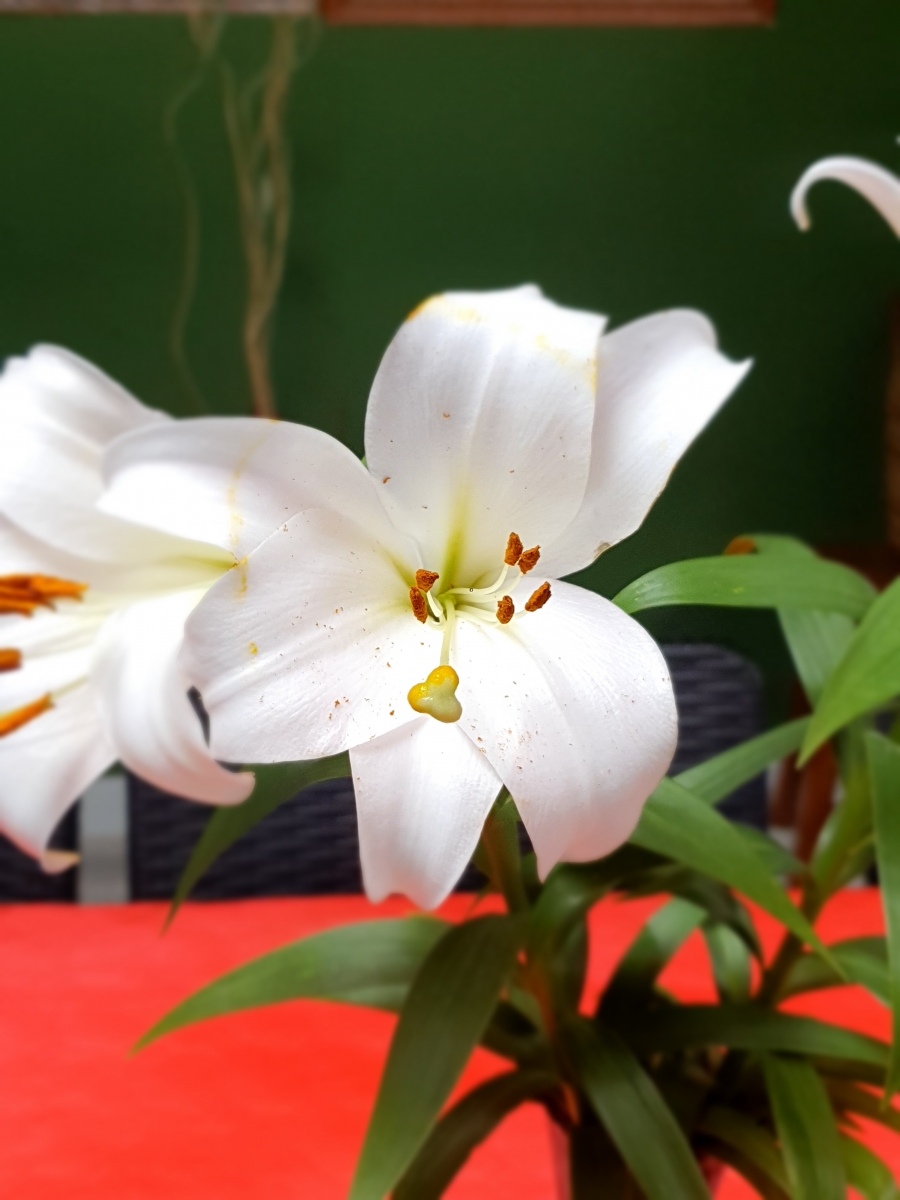 Belleza Natural flores Lilium Blanco