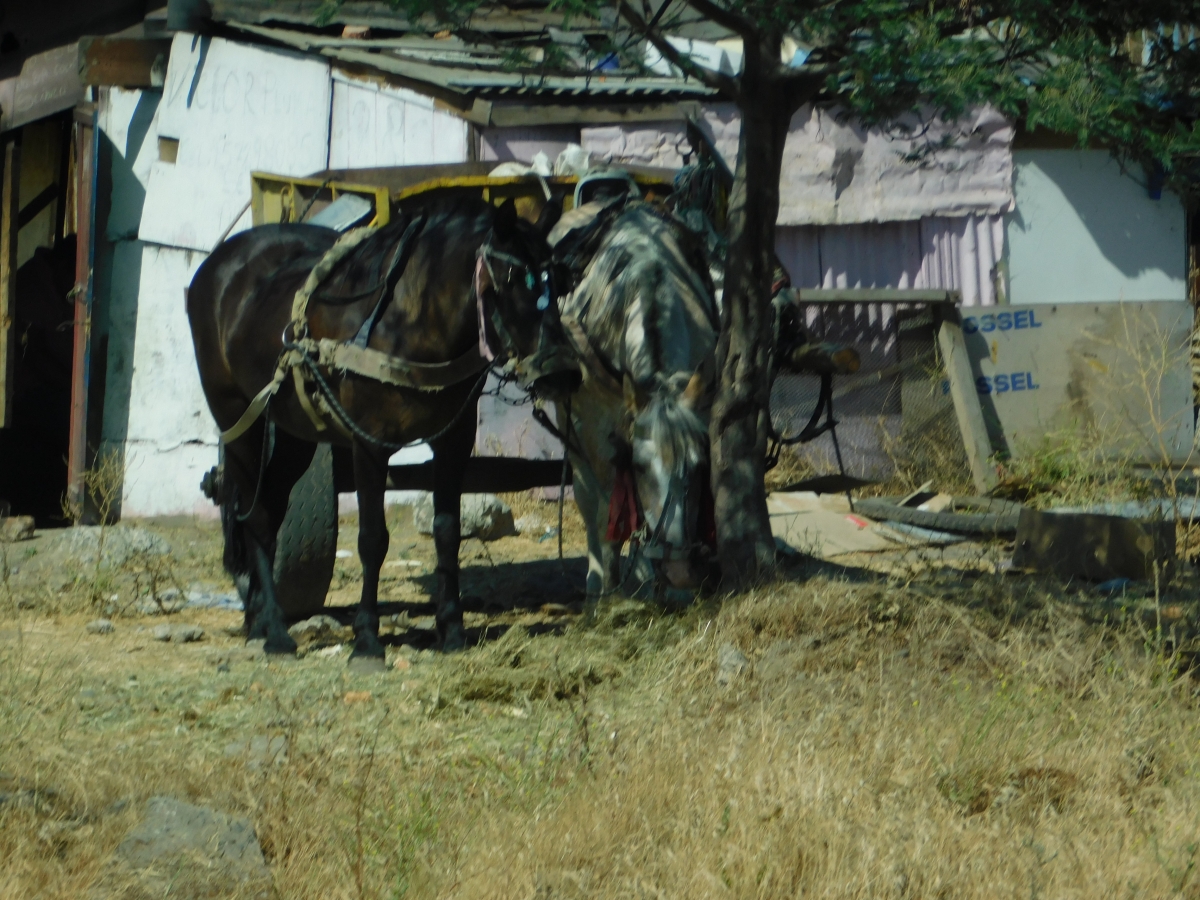 Que mal lugar para amarrarlos, sin sombra, sin agua y sin comida