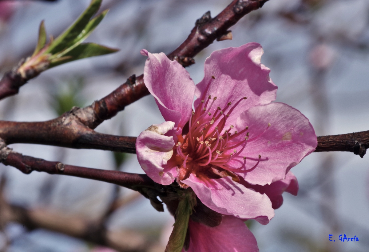 Flor de Almendro