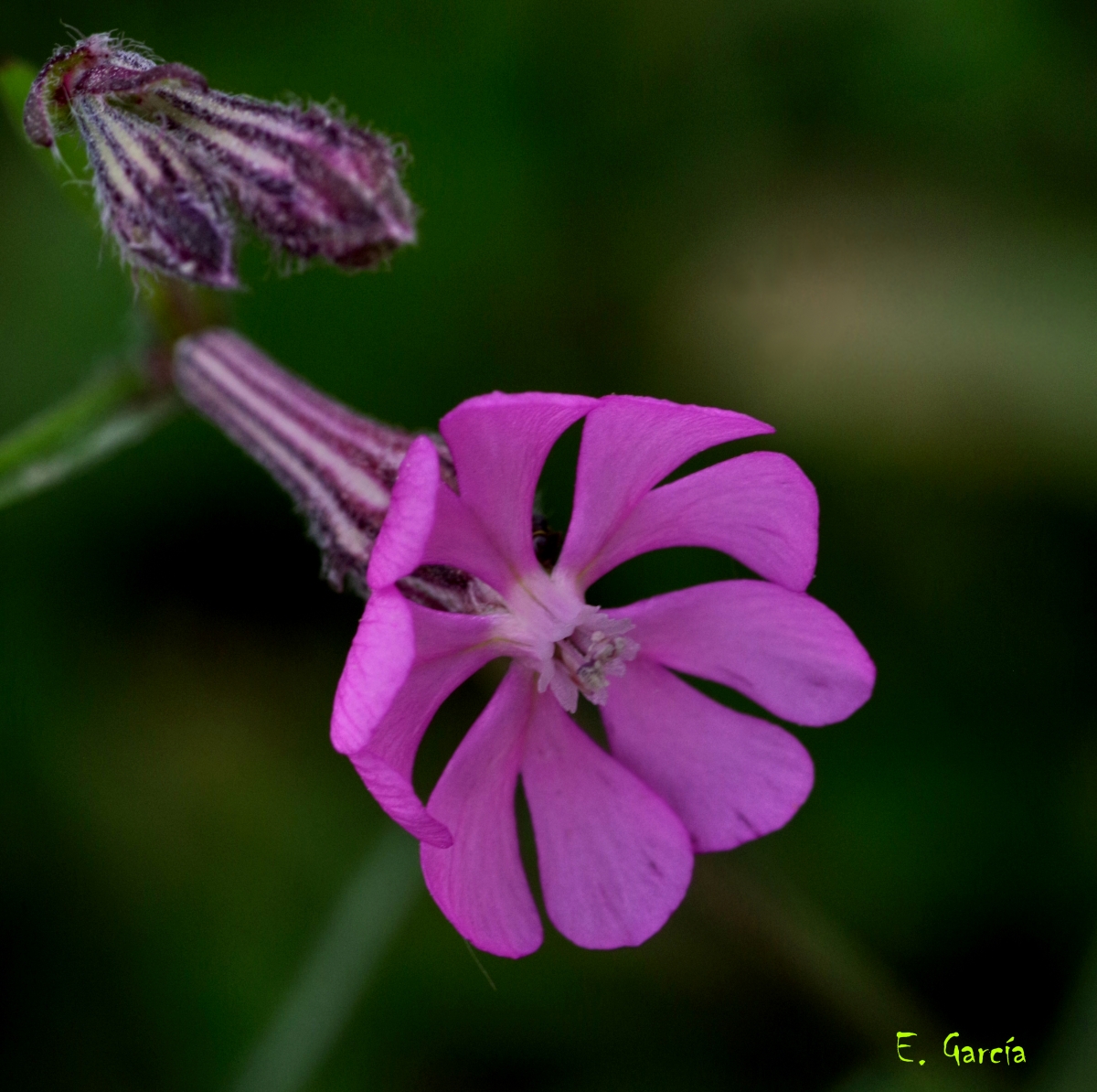 Silene Dioica