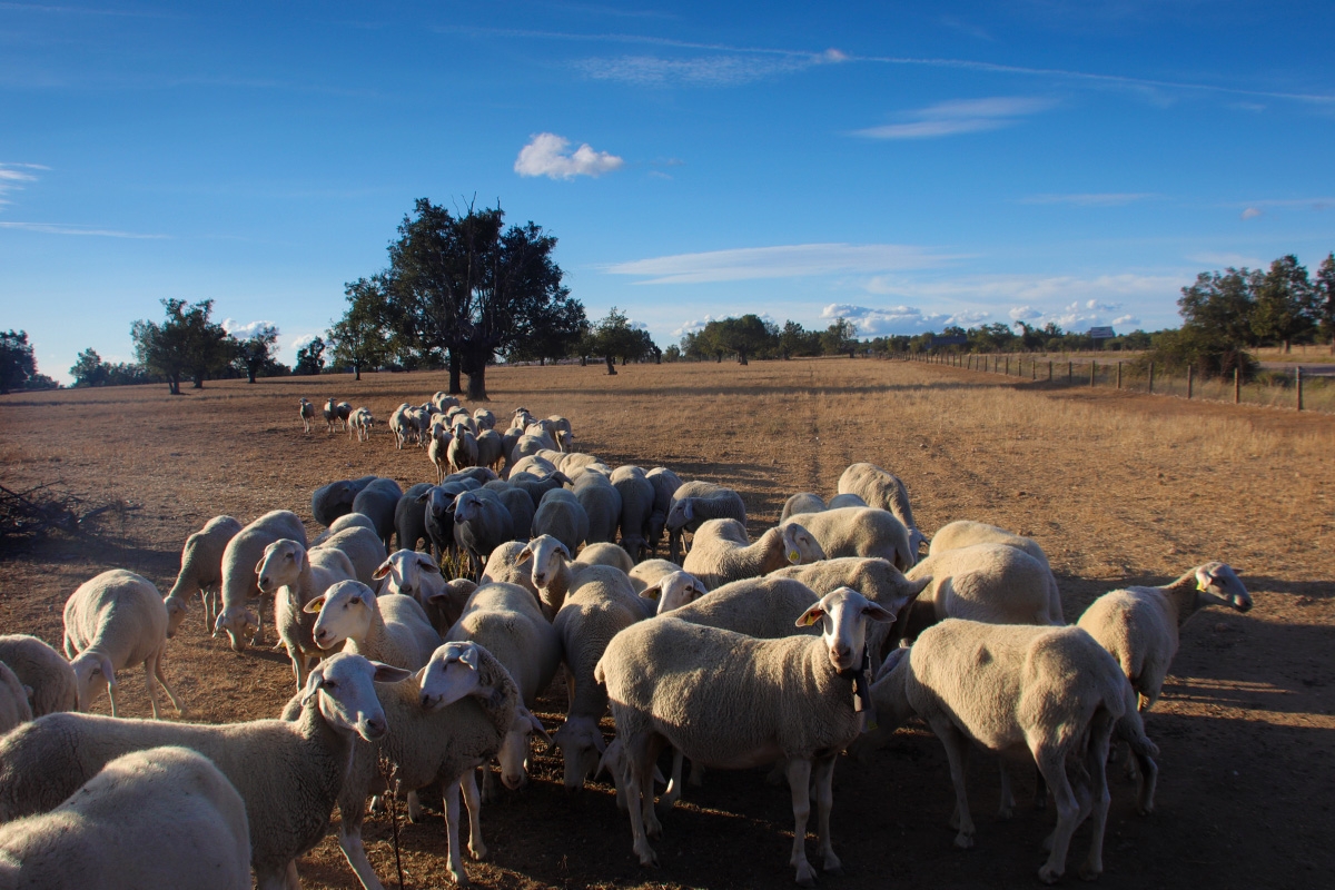 Rebao de ovejas castilla