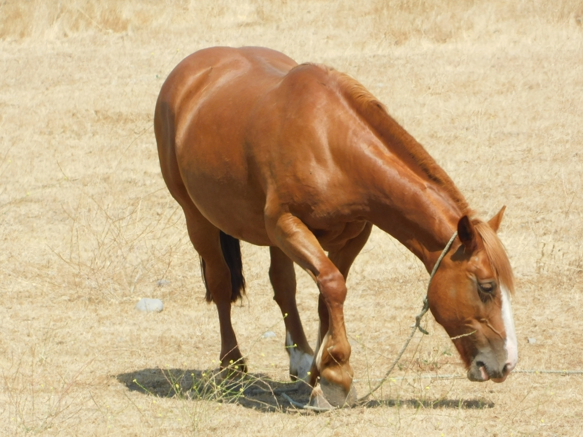 Ah estaba este hermoso caballo esperando que lo dejar registrado para el recuerdo del camino