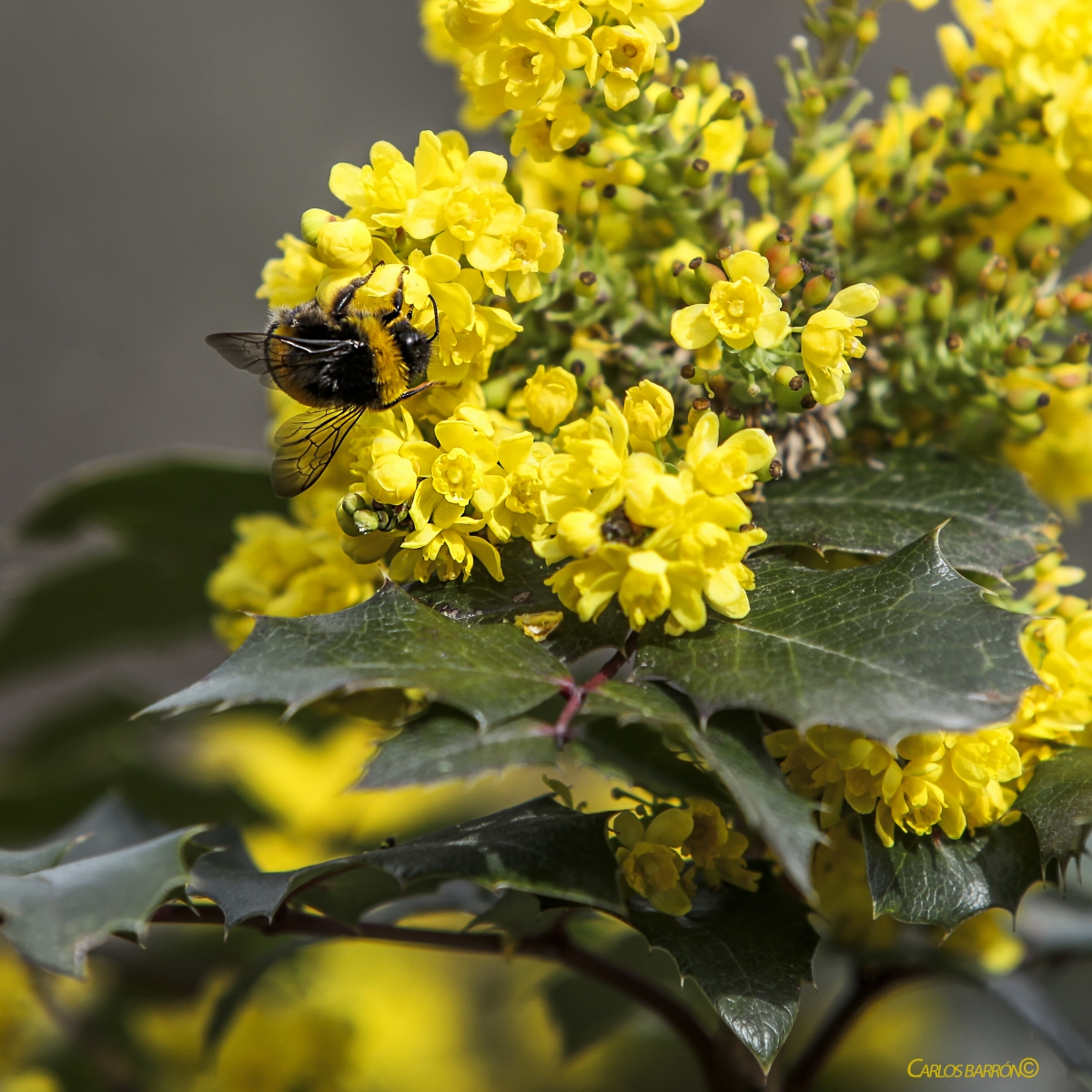 20.000 ESPECIES DE ABEJAS SE PONEN A TRABAJAR PORQUE YA EST CERCA LA PRIMAVERA