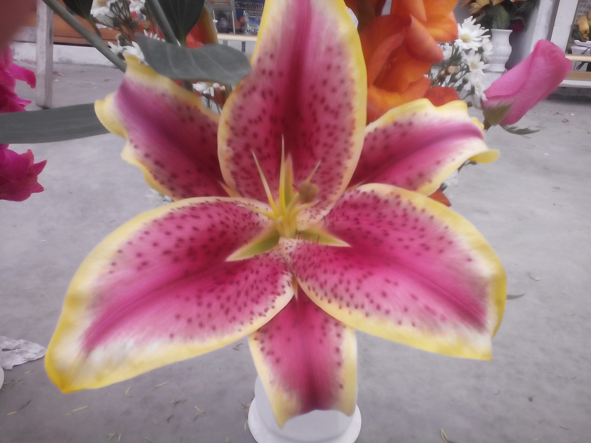 UNA HERMOSA FLOR