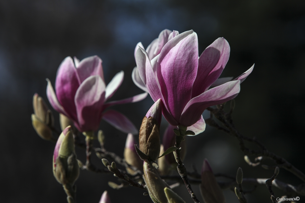 MAGNOLIA DE SOULANGE