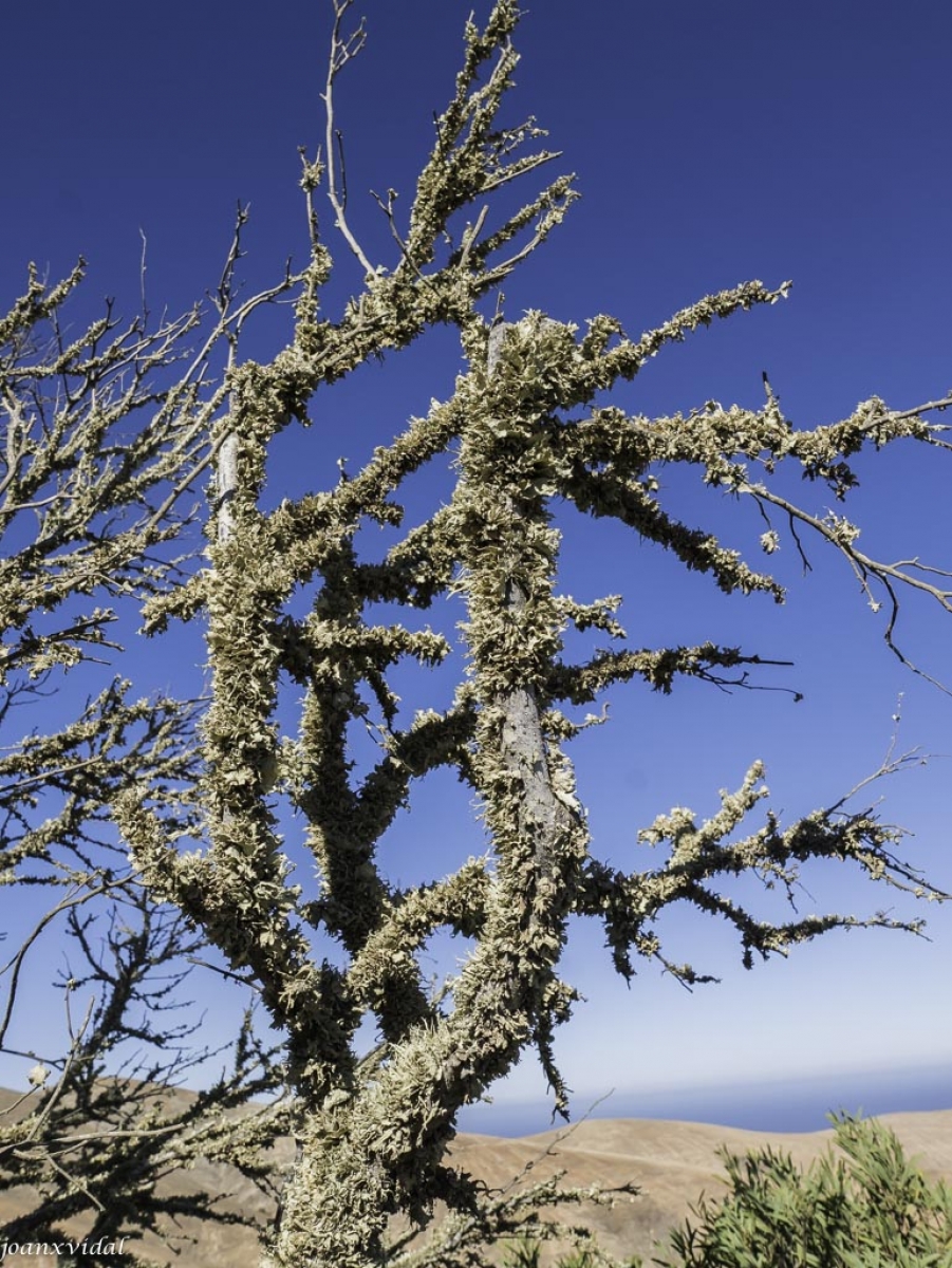 FLORA ENDMICA