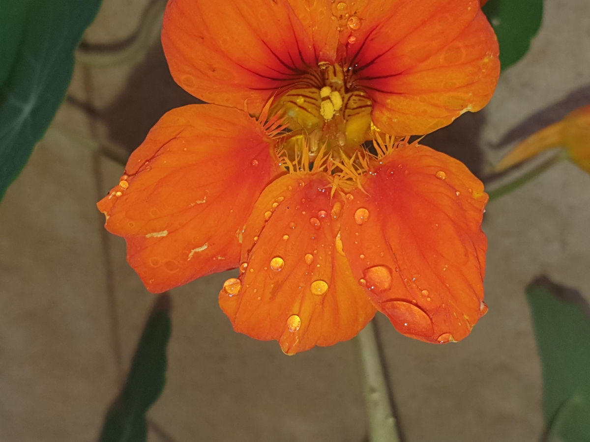 Gotas de lluvia en flor