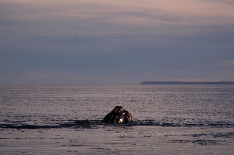 Ballena A La Vista