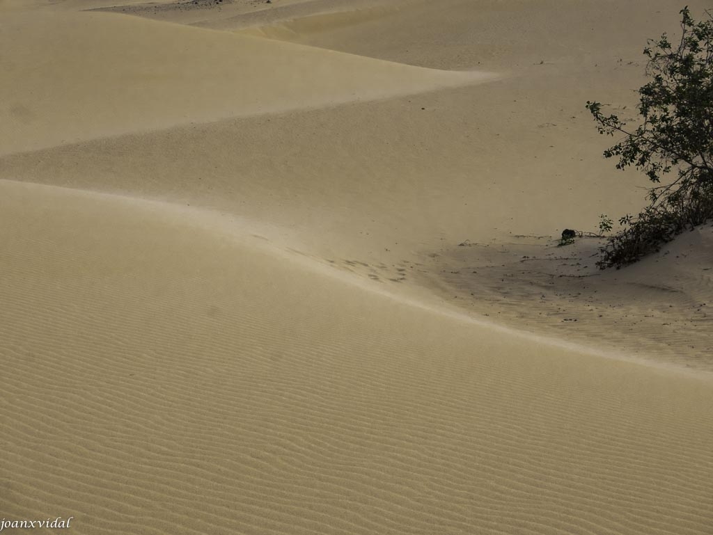 DUNAS DE CORRALEJO