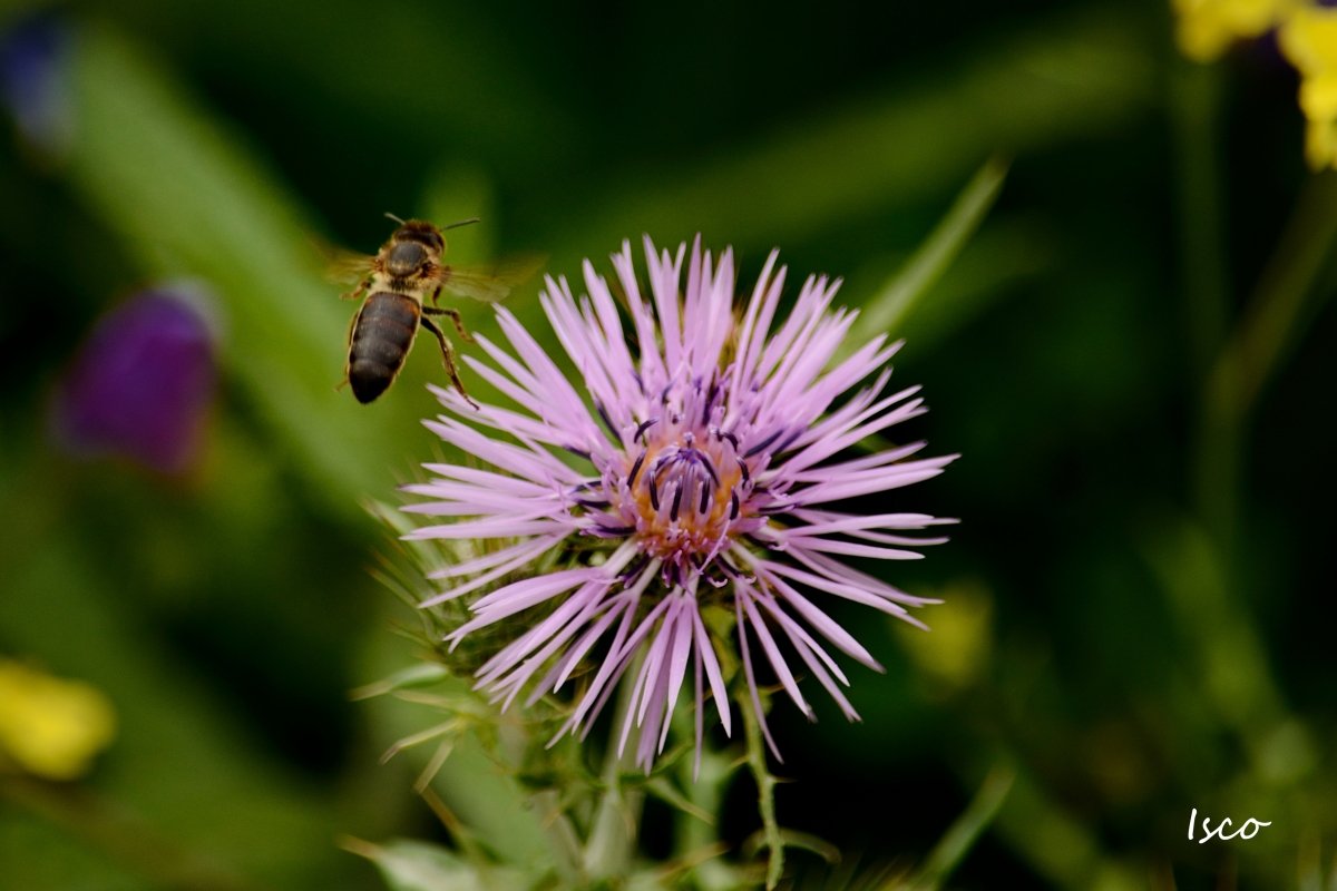 Abeja en flor