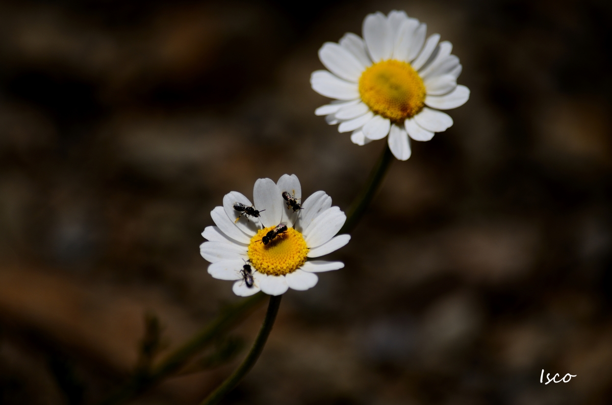 Reunidos en una flor