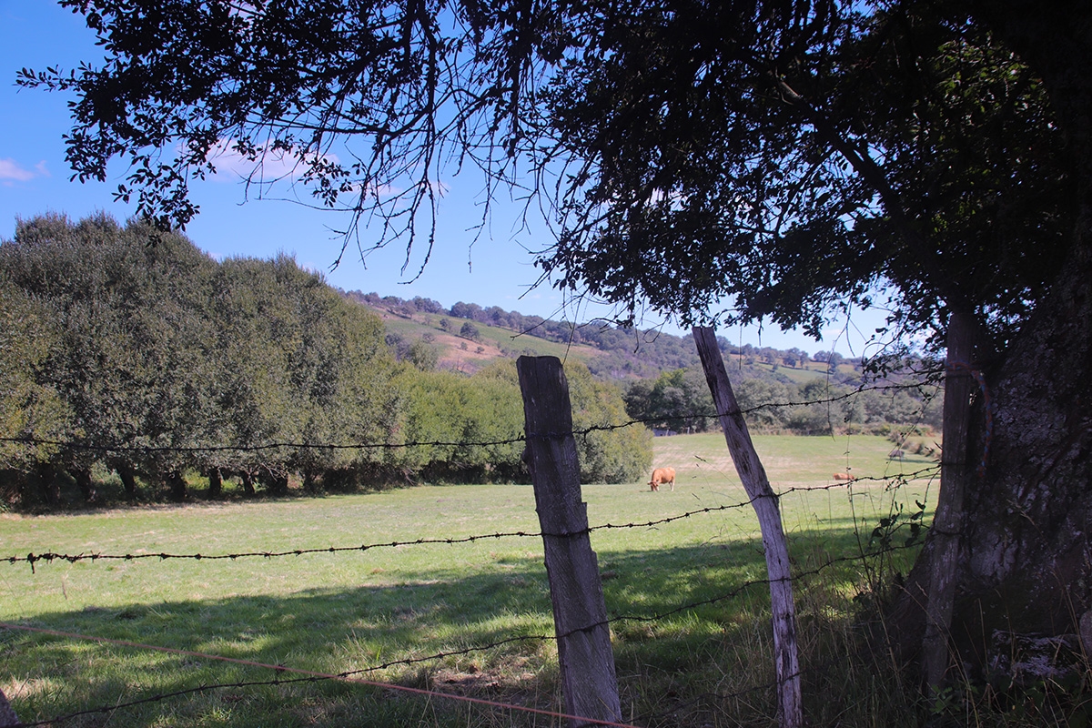 Pastos en Marrubio, Montederramo