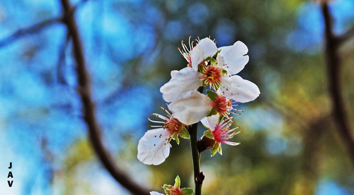 Flores etreas.