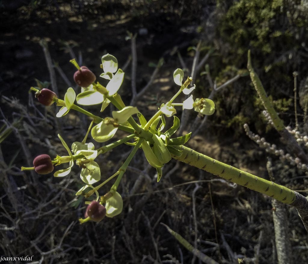 FLORA VOLCNICA