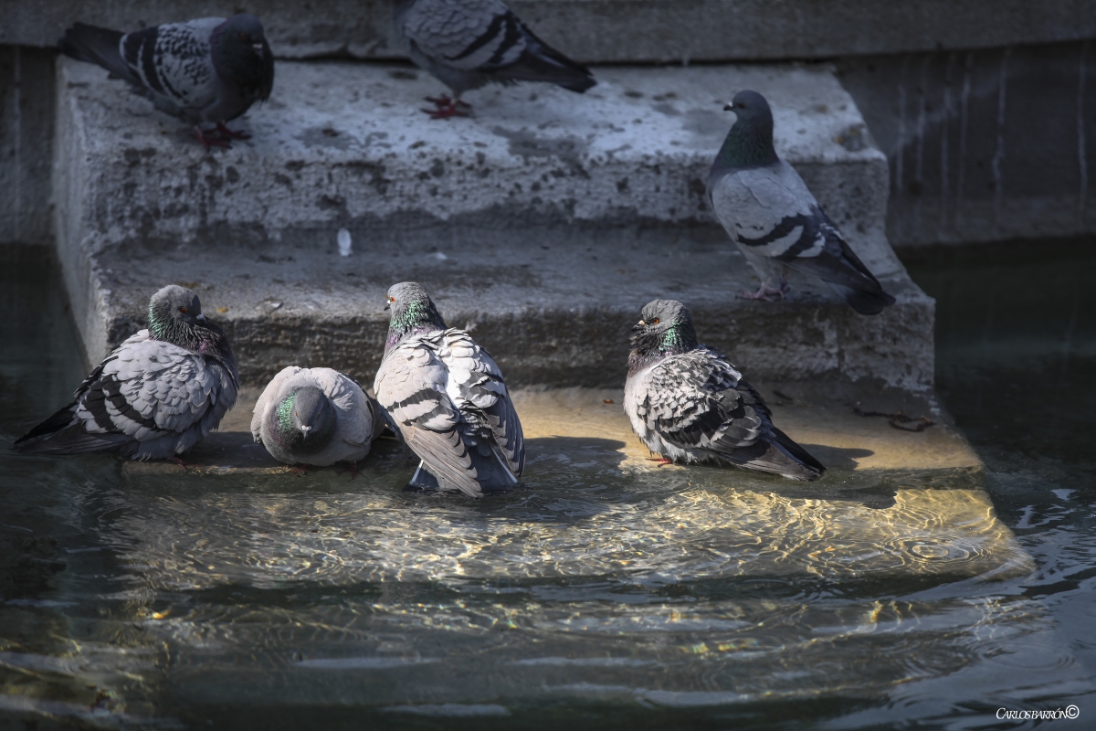 RELAX EN EL SPA DE LAS PALOMAS