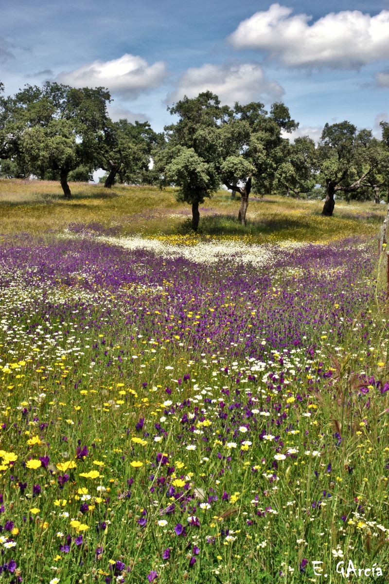 Alfombra de colores