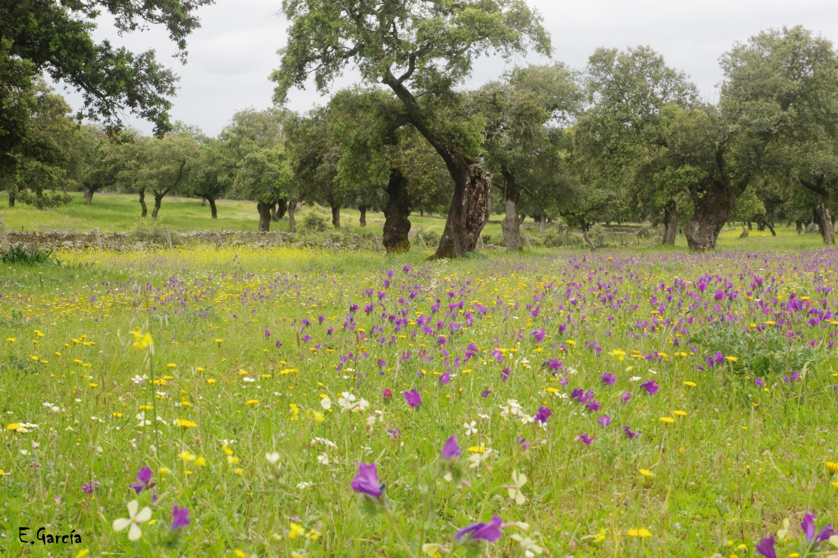 Primavera en la  Dehesa I