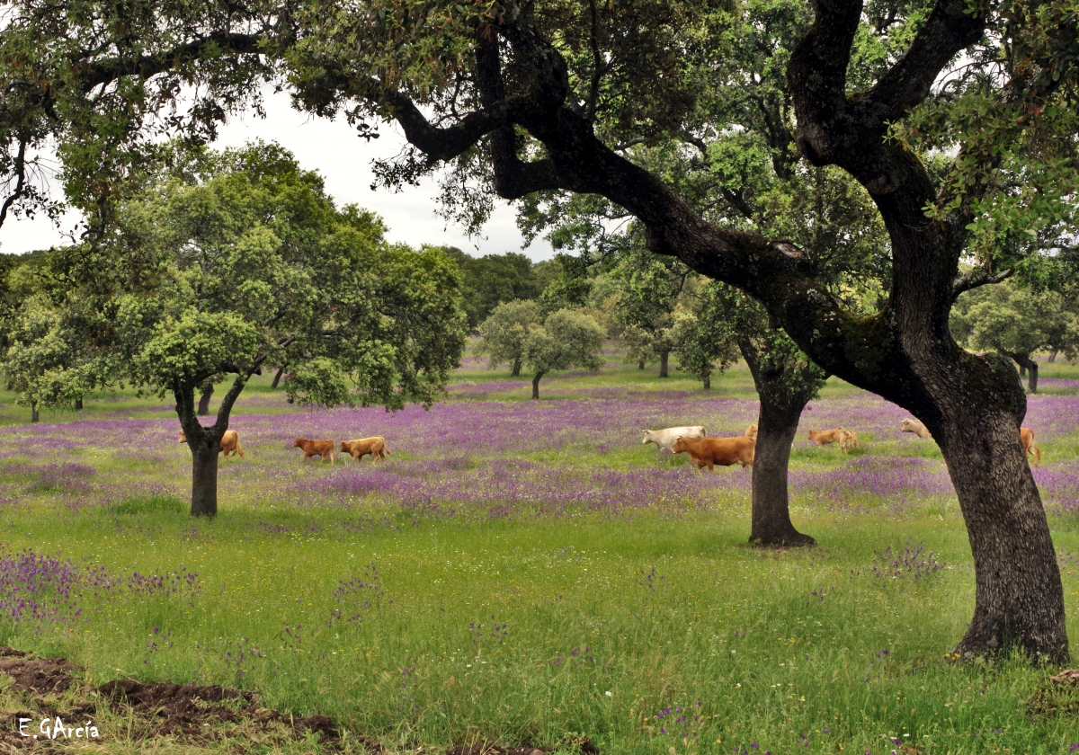 Primavera en la  Dehesa II