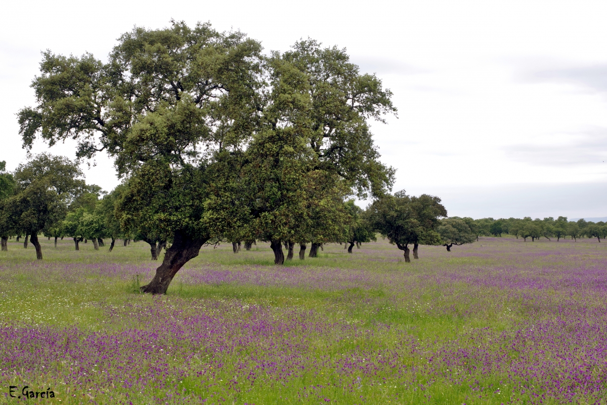 Primavera en la  Dehesa III
