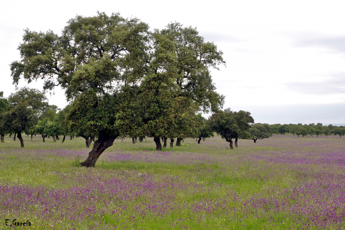 Primavera en la  Dehesa III