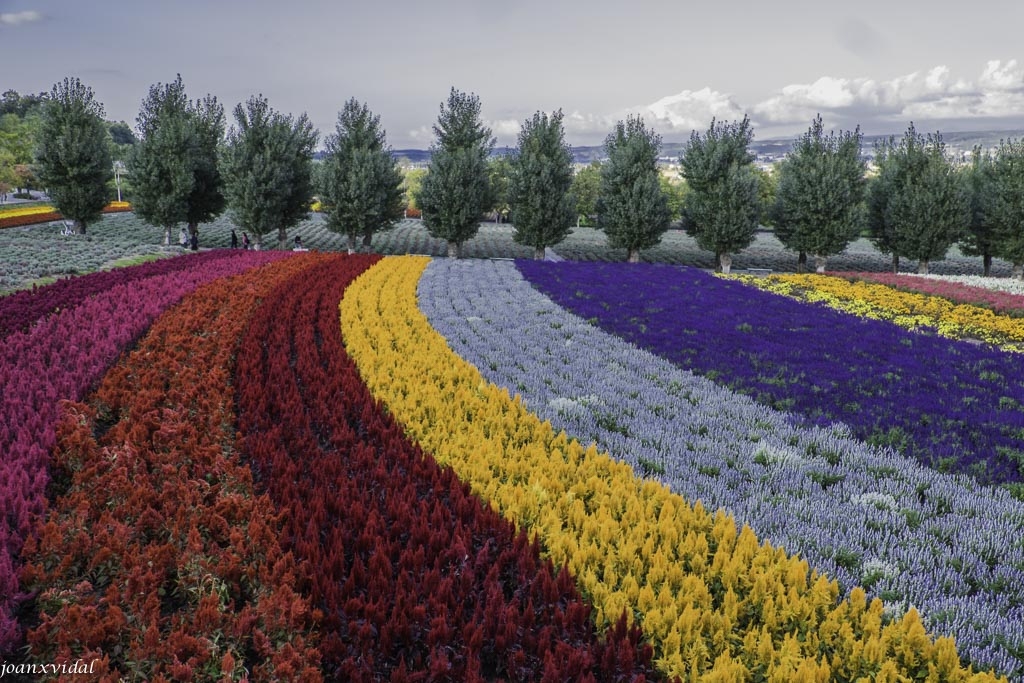 ARCOIRIS DE FLORES