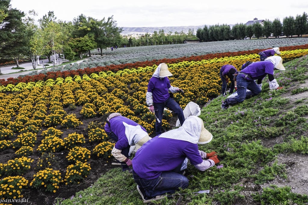 CULTIVADORES DE FLORES