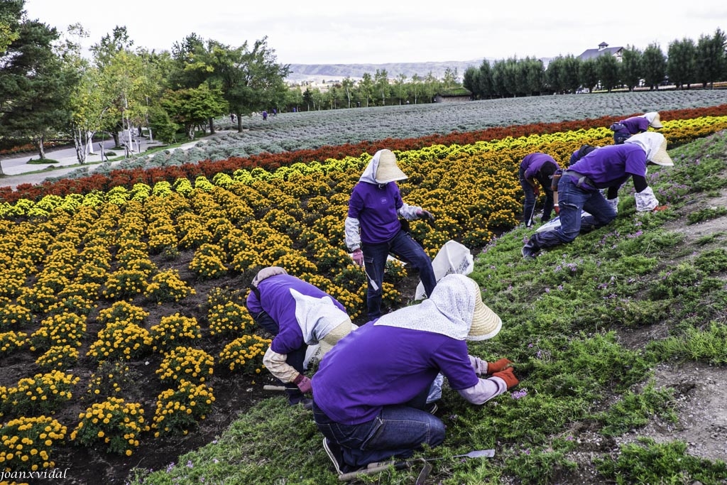 CULTIVADORES DE FLORES