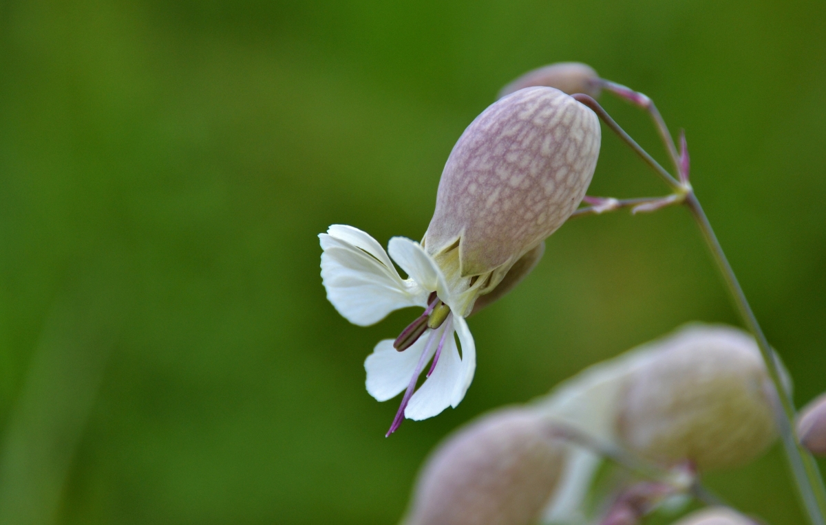 Silene vulgaris - Colleja